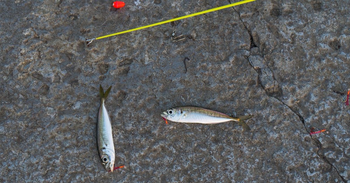 Carbon Fiber Fishing Rods