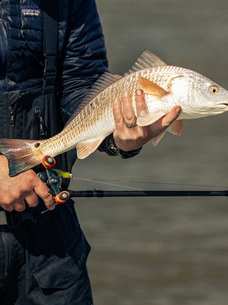 Redfish in shallow water, Gulf marsh grass behind